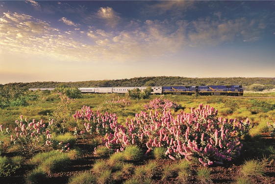 Wildflowers are a feature of the Indian Pacific trip in spring.